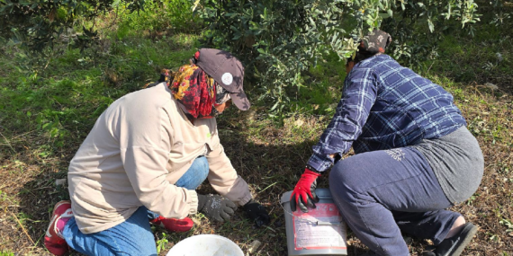 Hatay Samandağ’da Halhalı Zeytini Hasadı Başladı: Kilogramı 150 Liraya Ulaştı